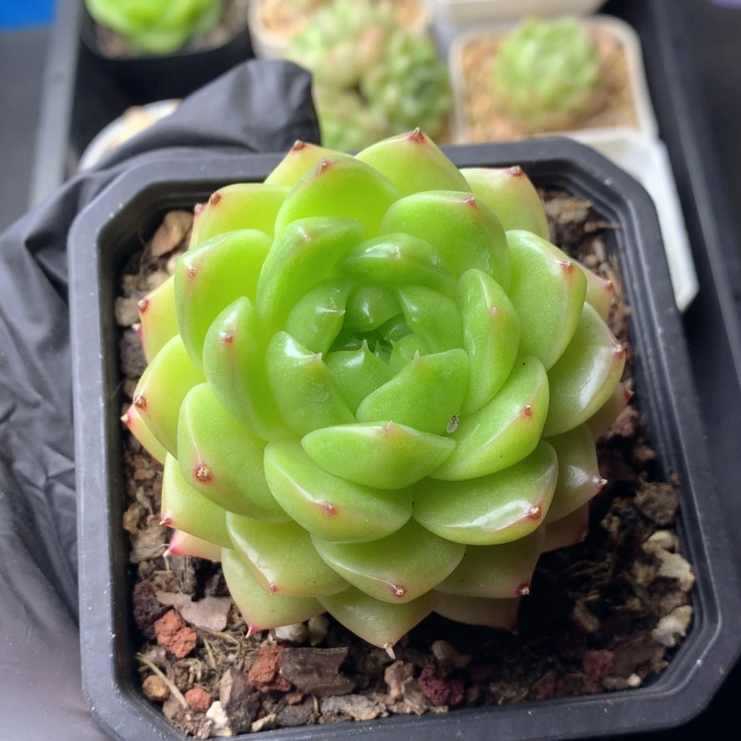 58包邮  群生不包整 78