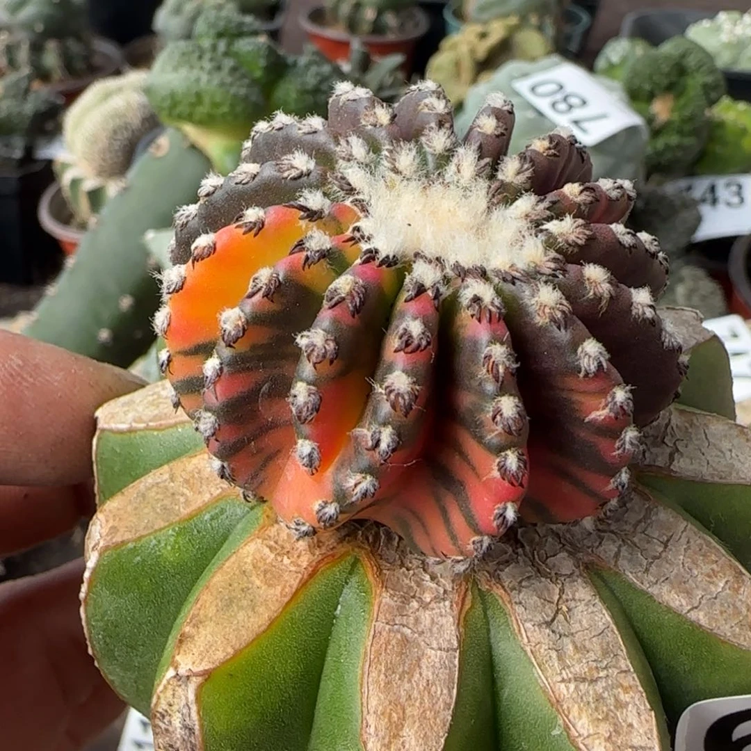 【闪购商品】花锦奇特球706