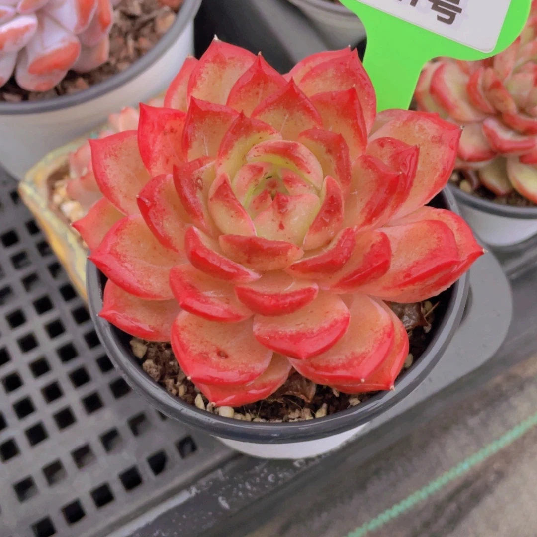 627号 宽叶大单头夜魔侠