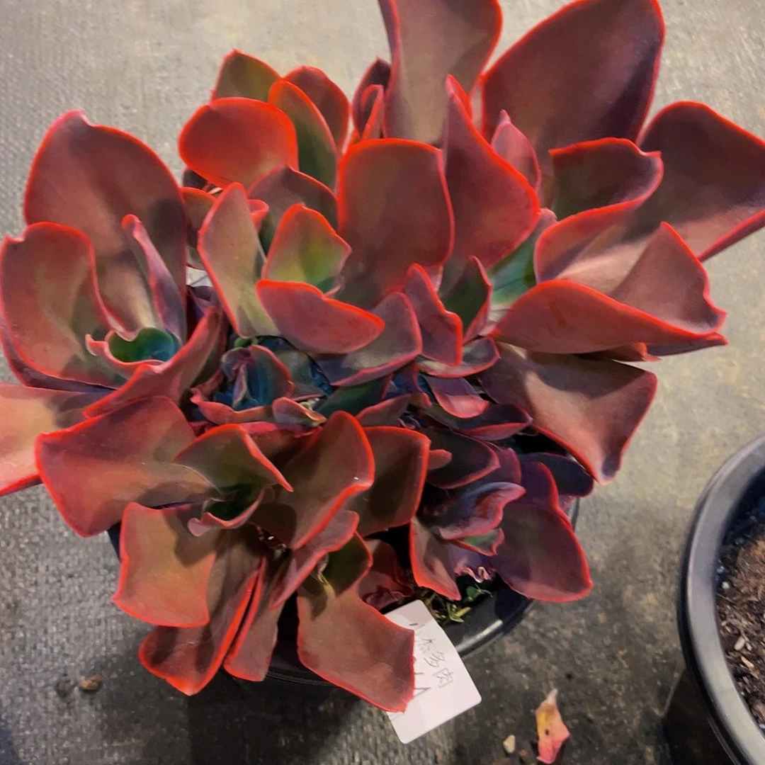 简*红酒杯玫瑰12064