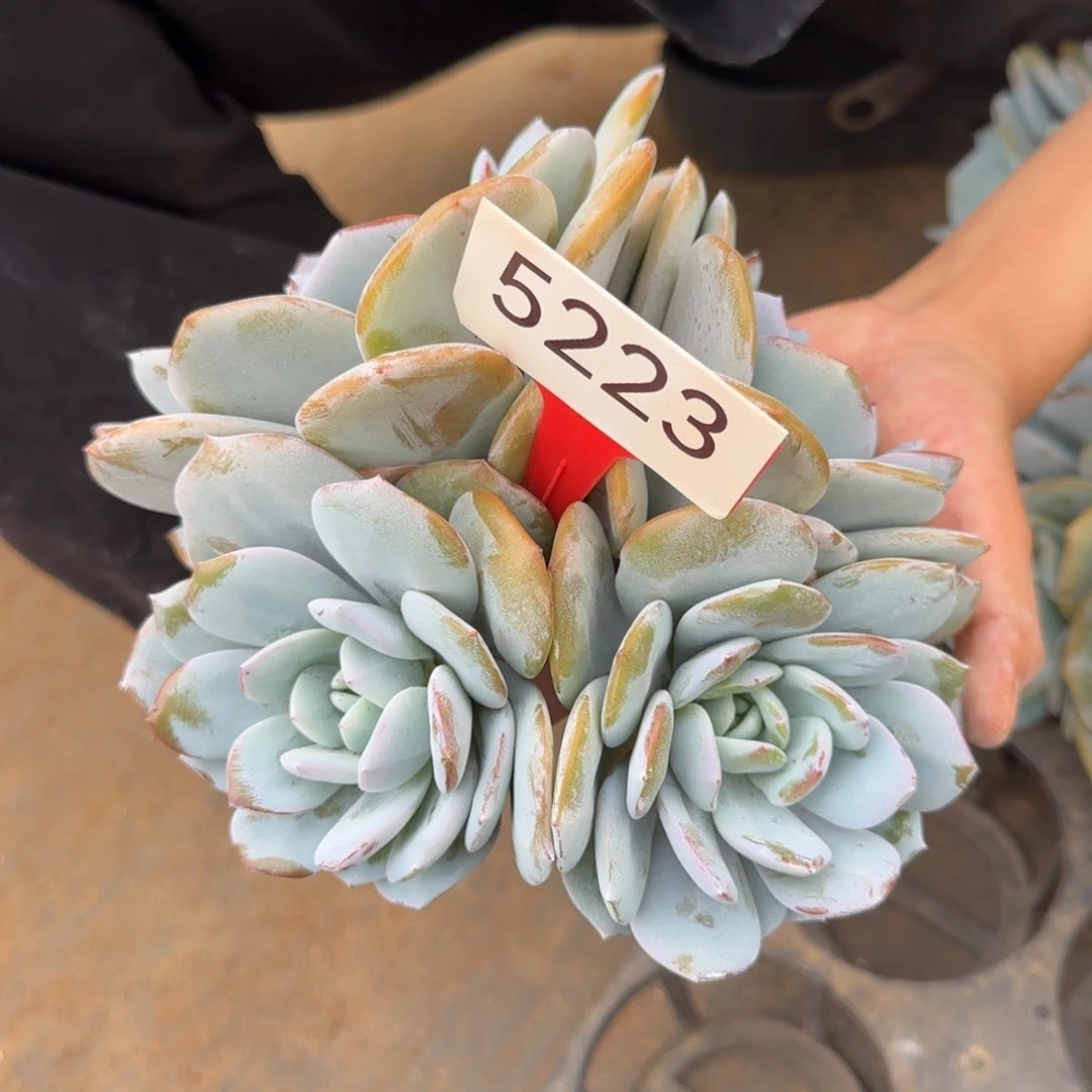 ღ***এ5223。     奶茶四头