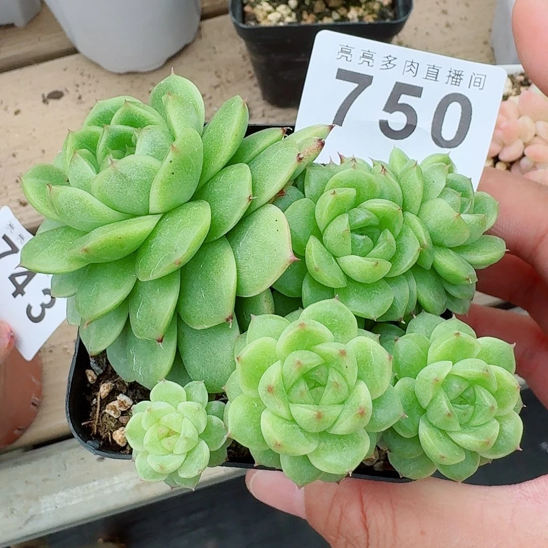 麦秆            精美多肉植物