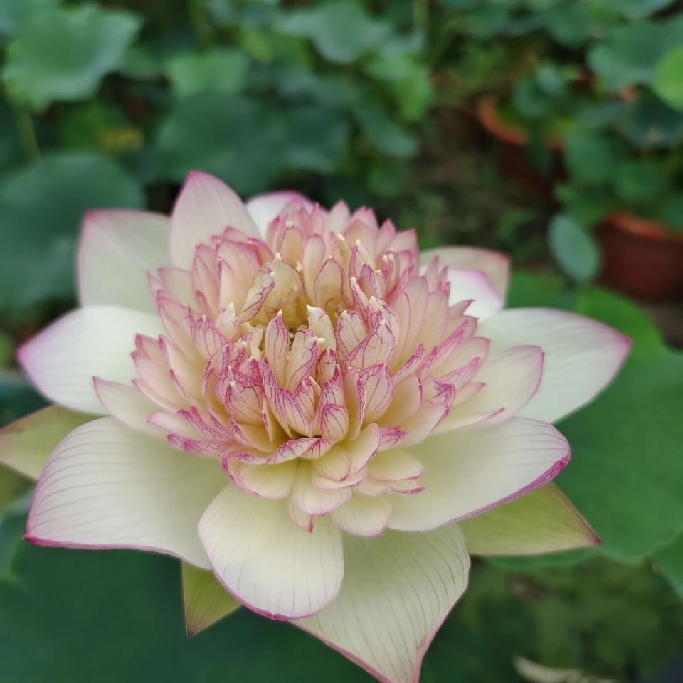 观赏荷花种藕苗莲藕种苗碗莲盆栽荷花水培四季开花室内外带芽