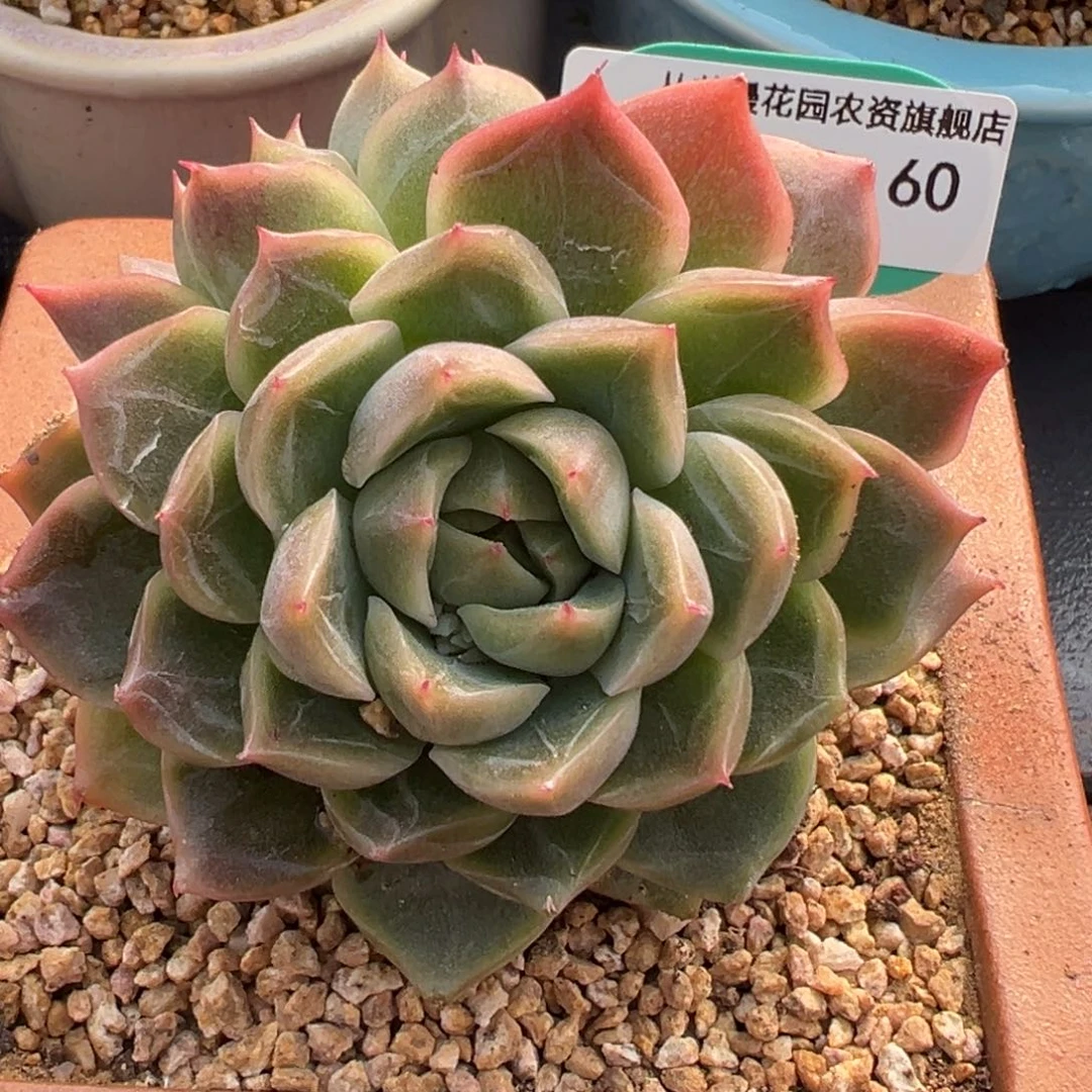 从前慢多肉精选编号0222.60