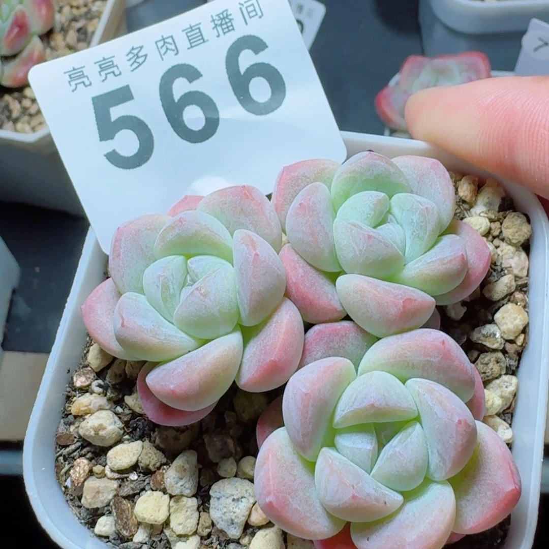 白底粉心            精美多肉植物