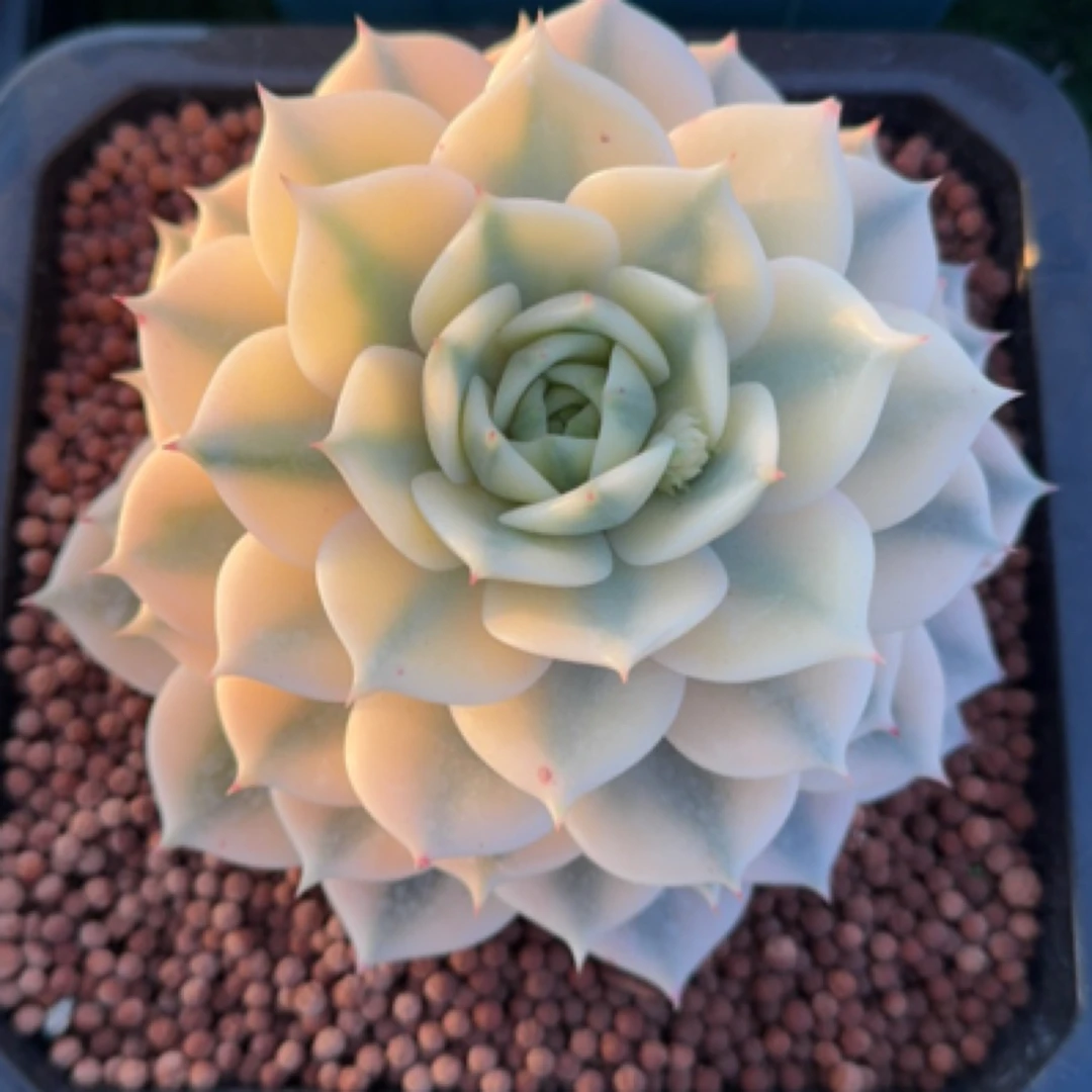 多肉植物月亮仙子莲花状阳台办公室绿植好养净化空气