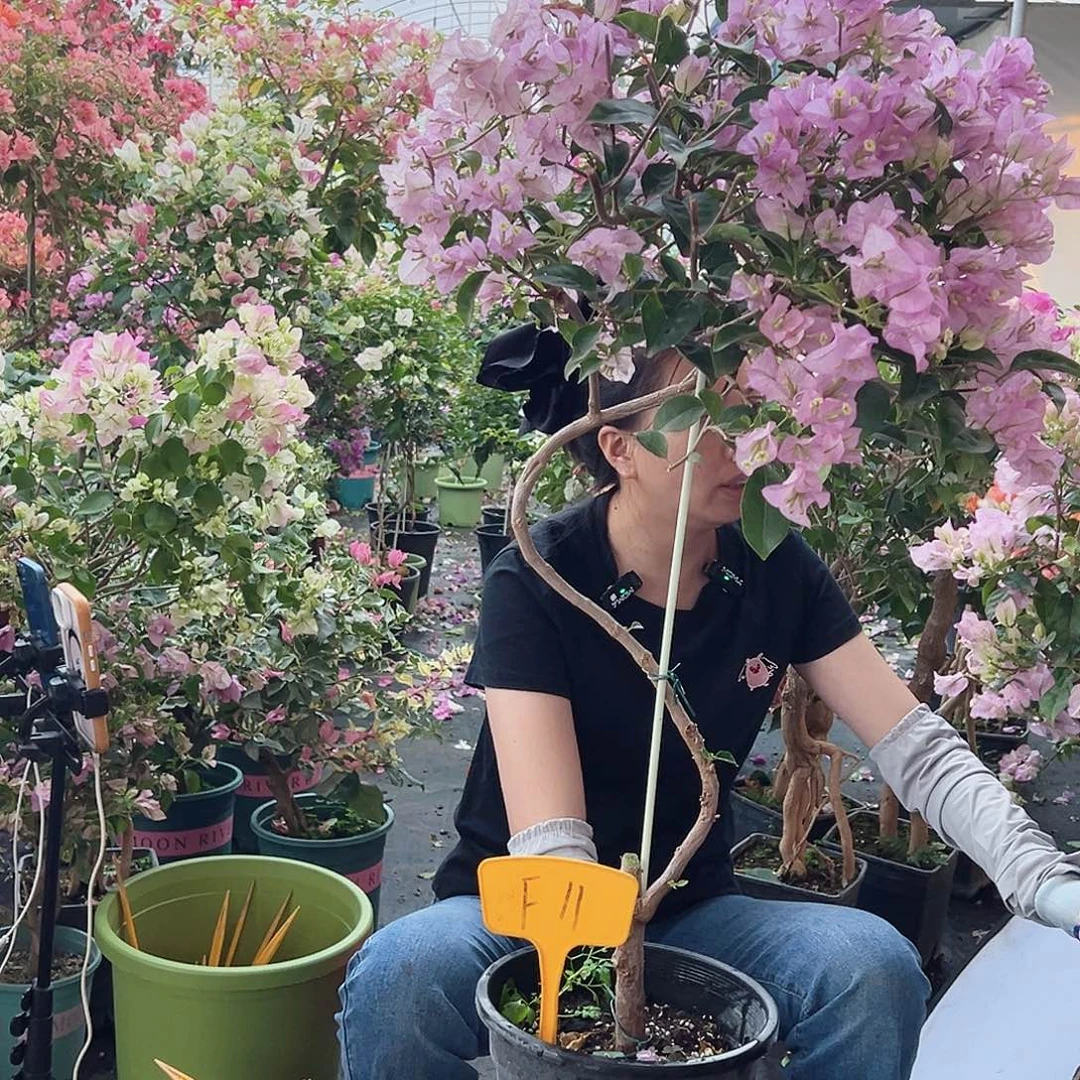 ****朵大部分花苞少量开放F11丽娜