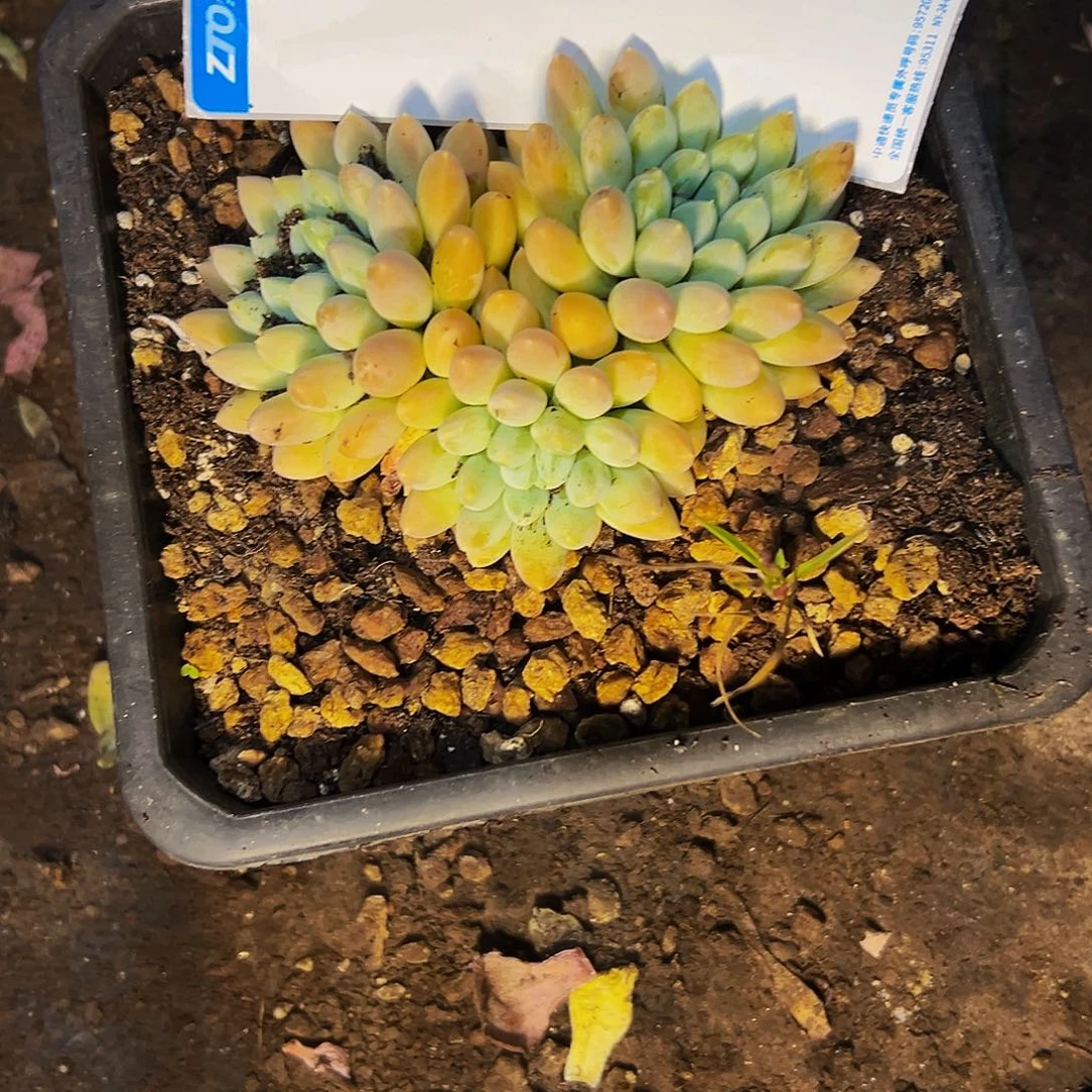 8号一物一拍脱土包邮