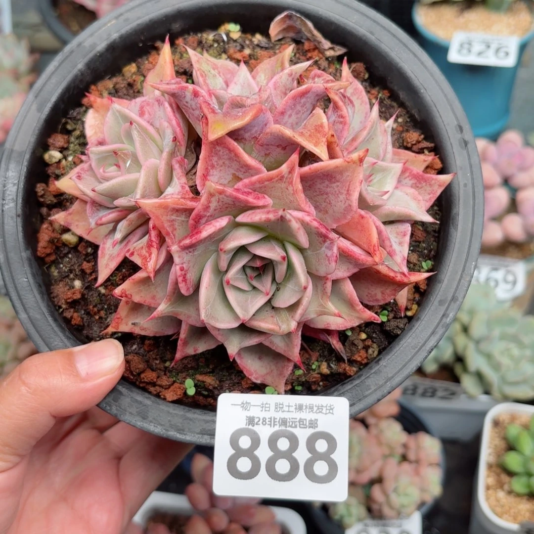 饺子皮无盆土发货