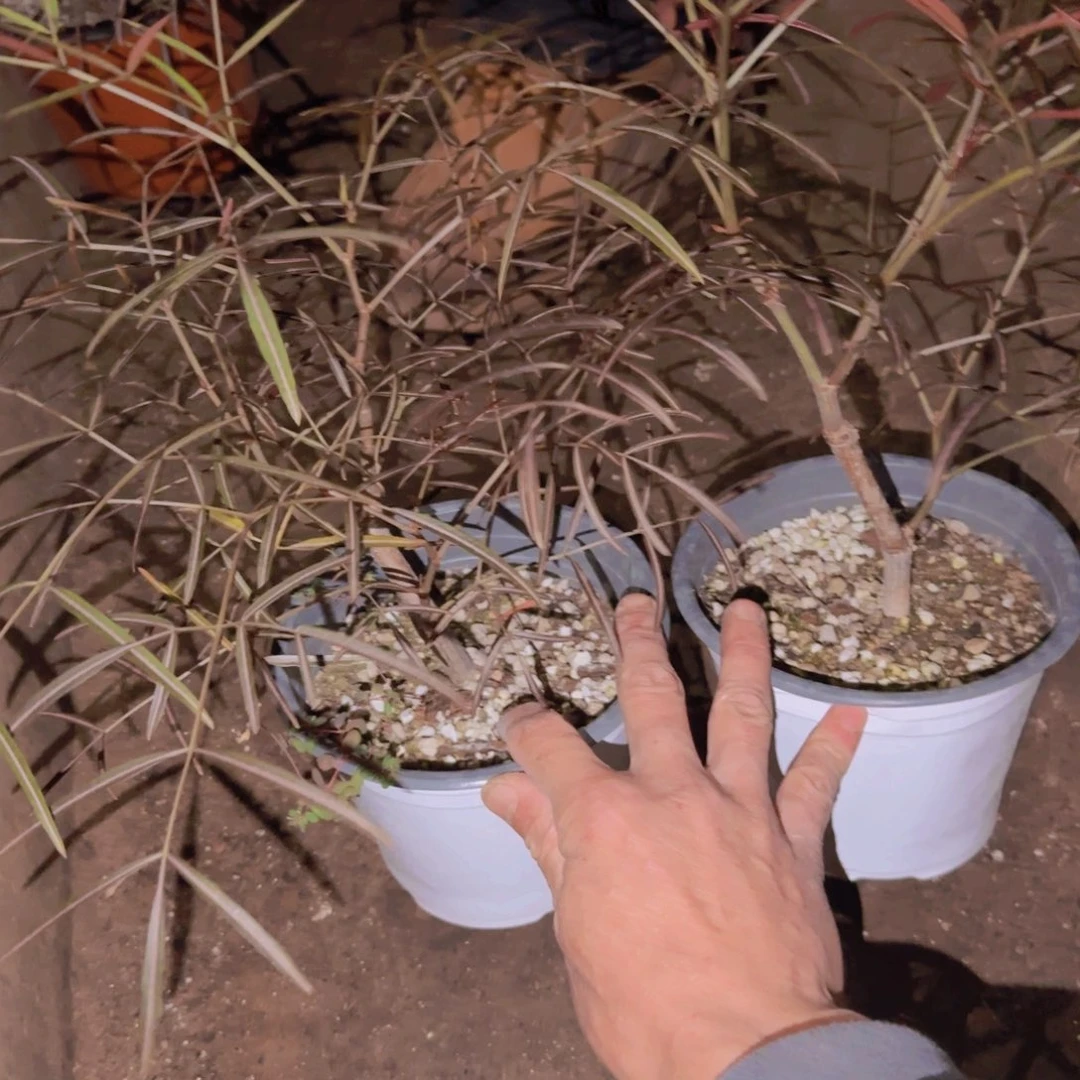 赢***舍块根植物块根植物