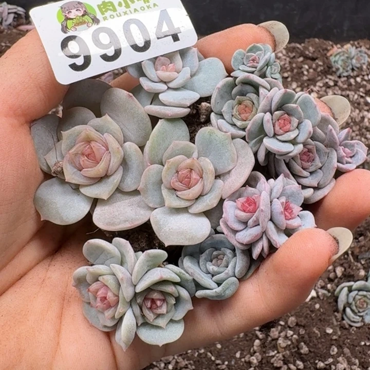 多肉植物多肉植物