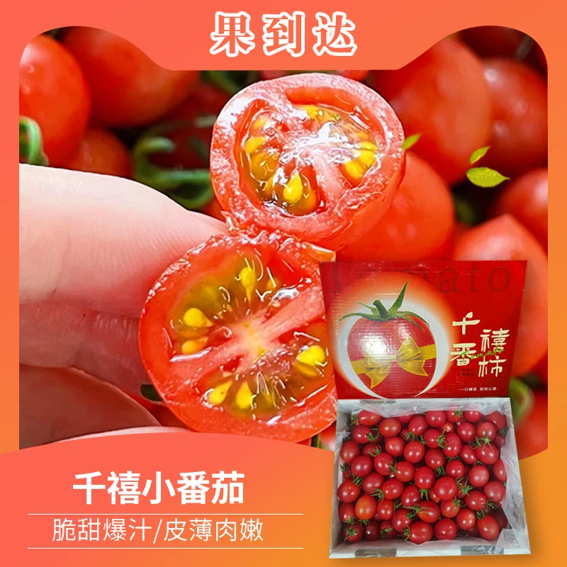 【坏果包赔】广东电白千禧小番茄净重2斤/盒 甜脆爆汁