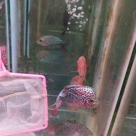 罗汉鱼22222222232