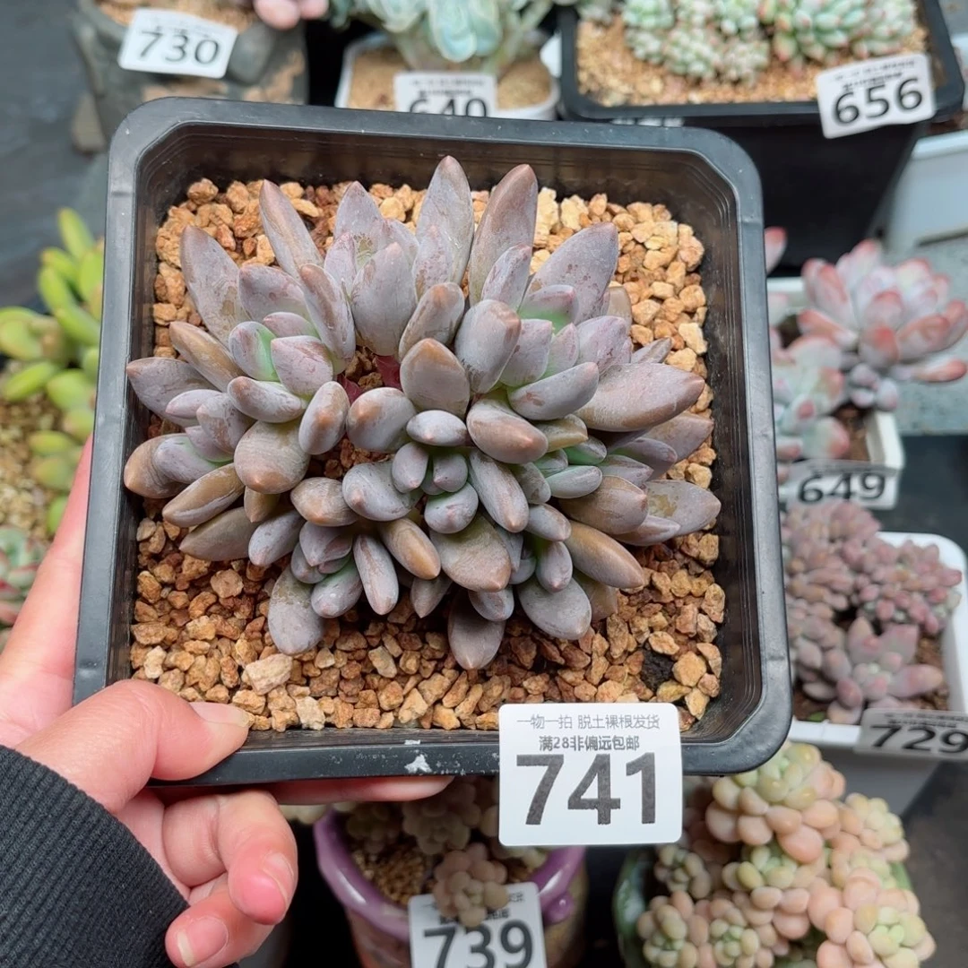 黑加仑无盆土发货