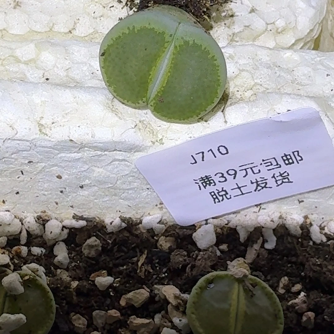 奶***酪710多肉哈哈哈哈哈哈