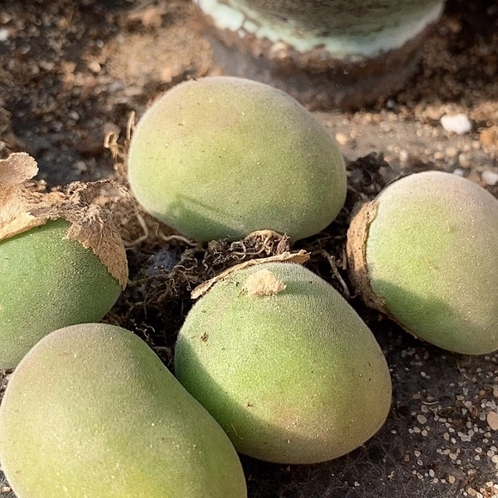 29517巨大巨大宝辉一颗