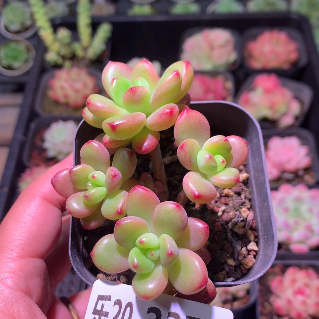 乐然20-237 香格里拉