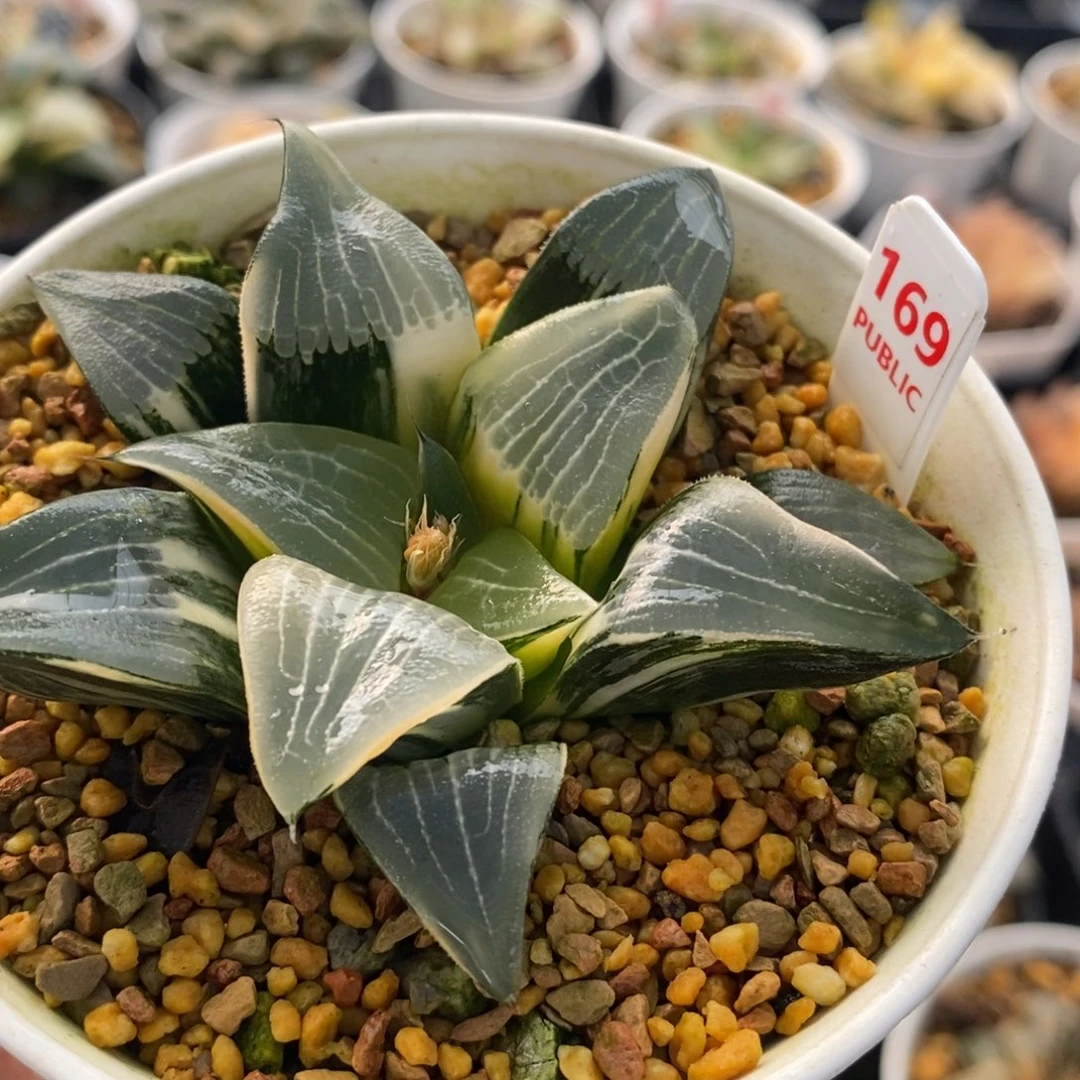 169裹克十二卷多肉植物