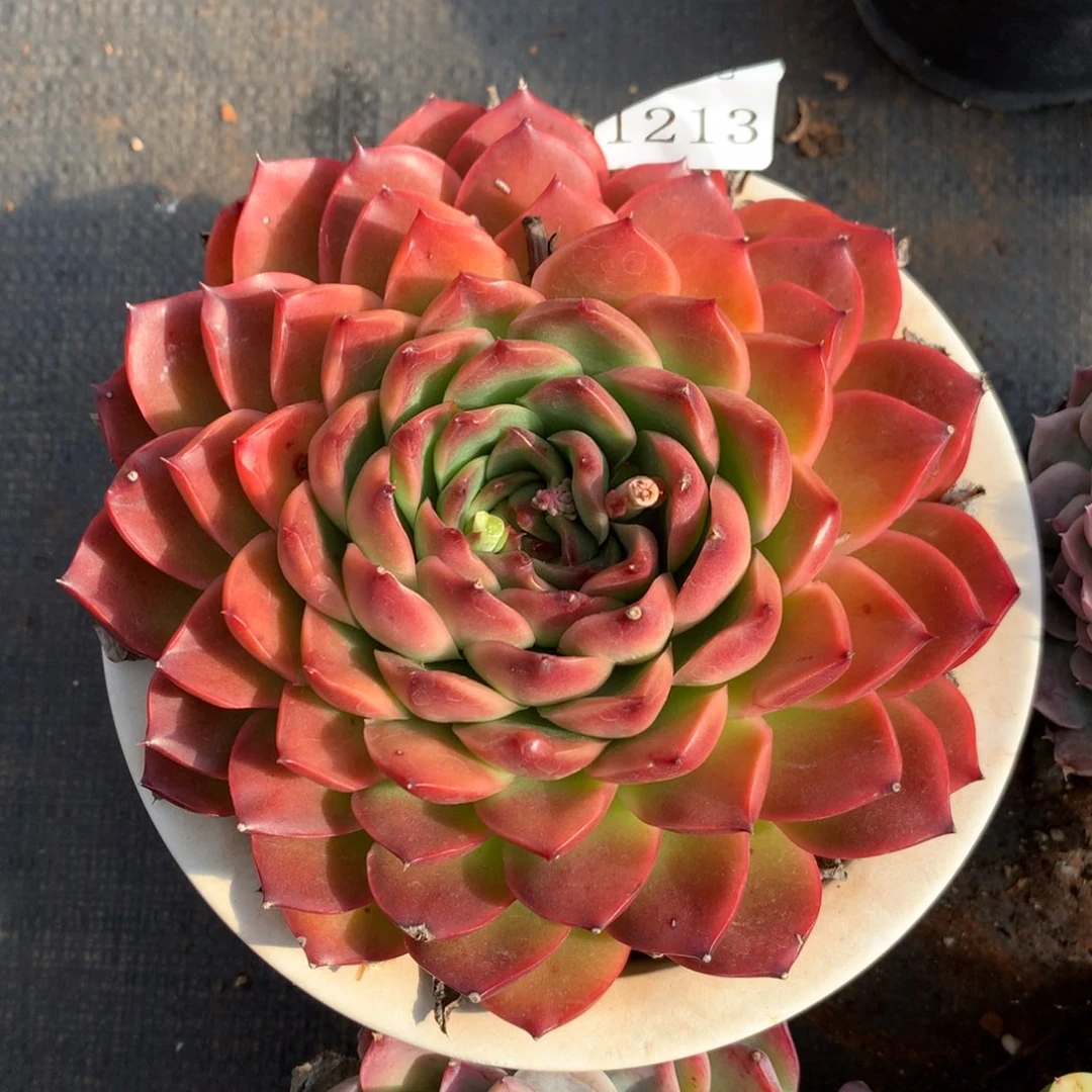 1213新年快乐发发发