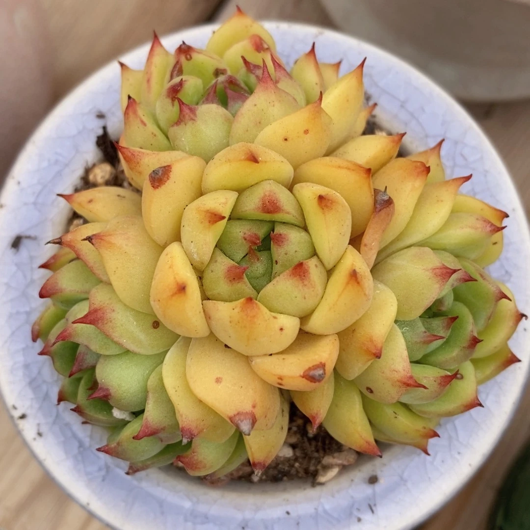 一物一拍精品多肉_