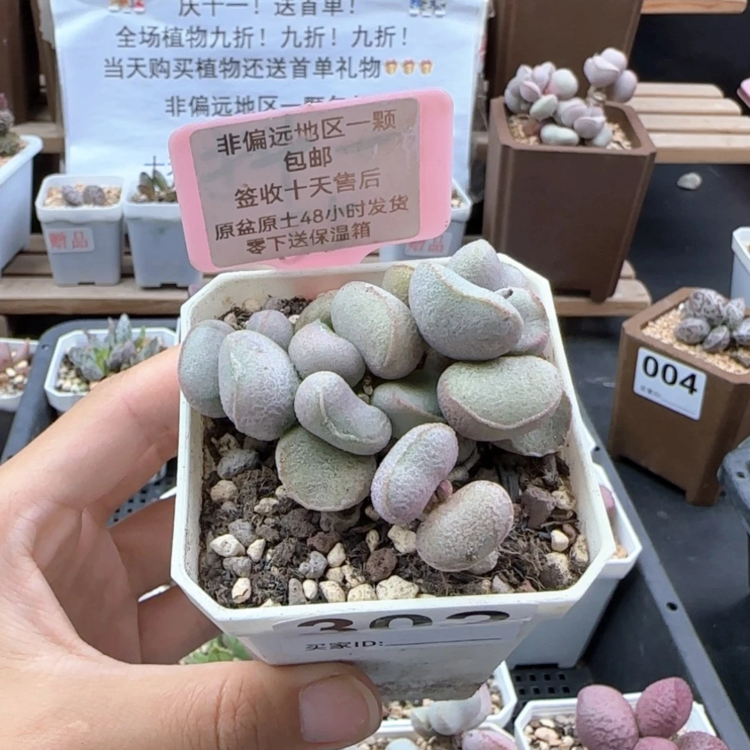 302黛安娜多肉植物