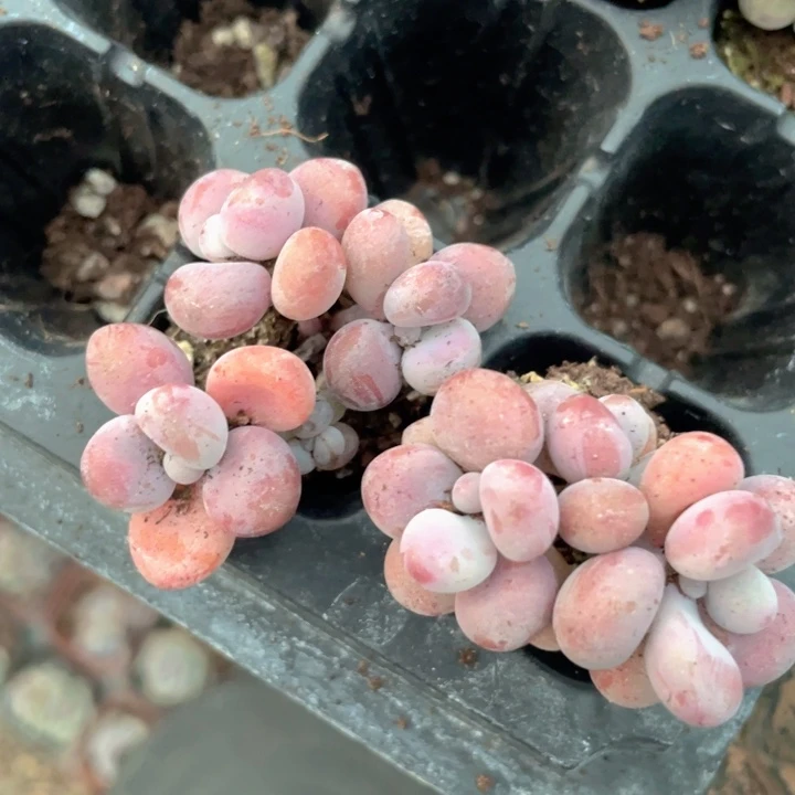桃蛋穴盘群发3颗满18包邮