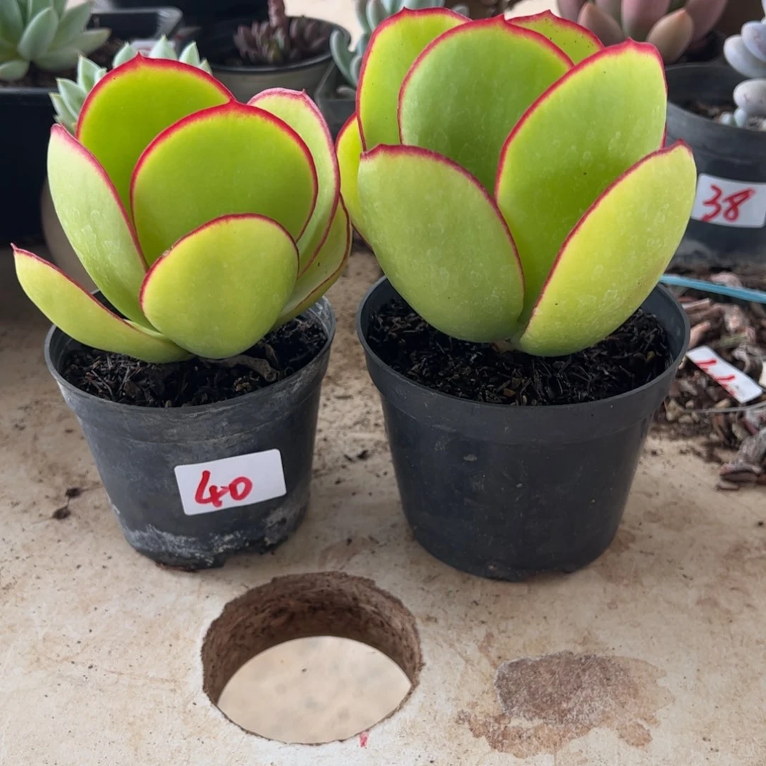 【闪购商品】青梅。 40。11111111