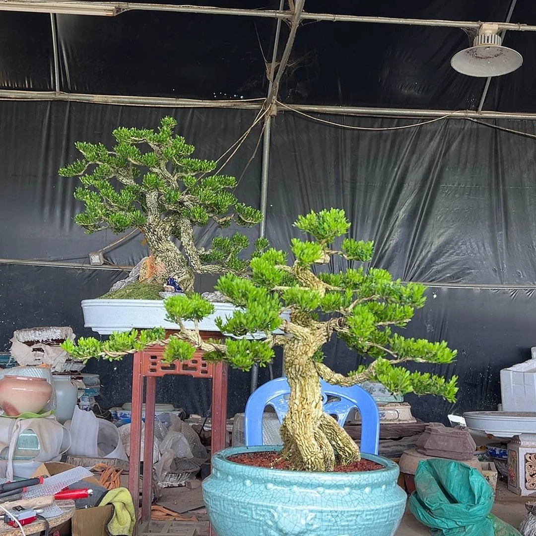 当前无花朵，栽培后可花朵黄杨盆景