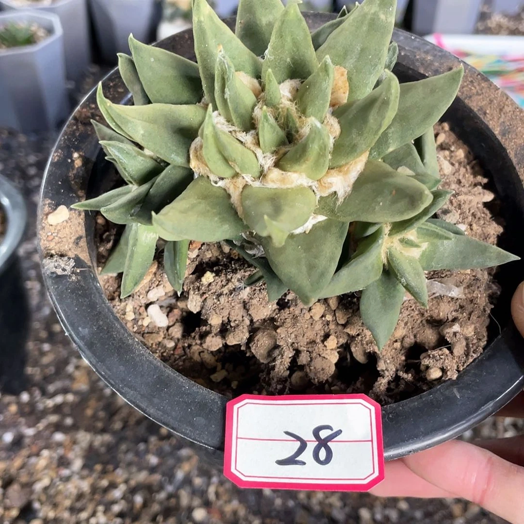 24日29号自根群生龙牙牡丹