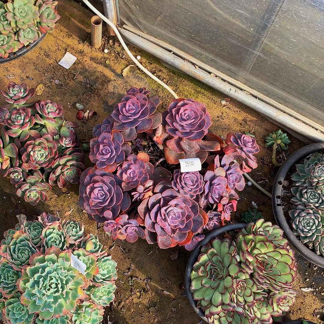 ℒ****尘埃玫瑰25049多肉多肉