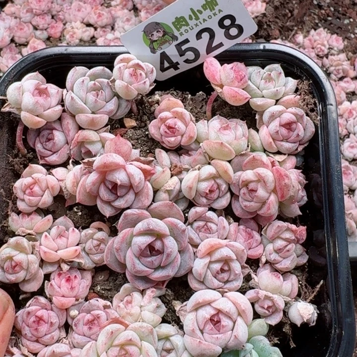 多肉植物多肉植物