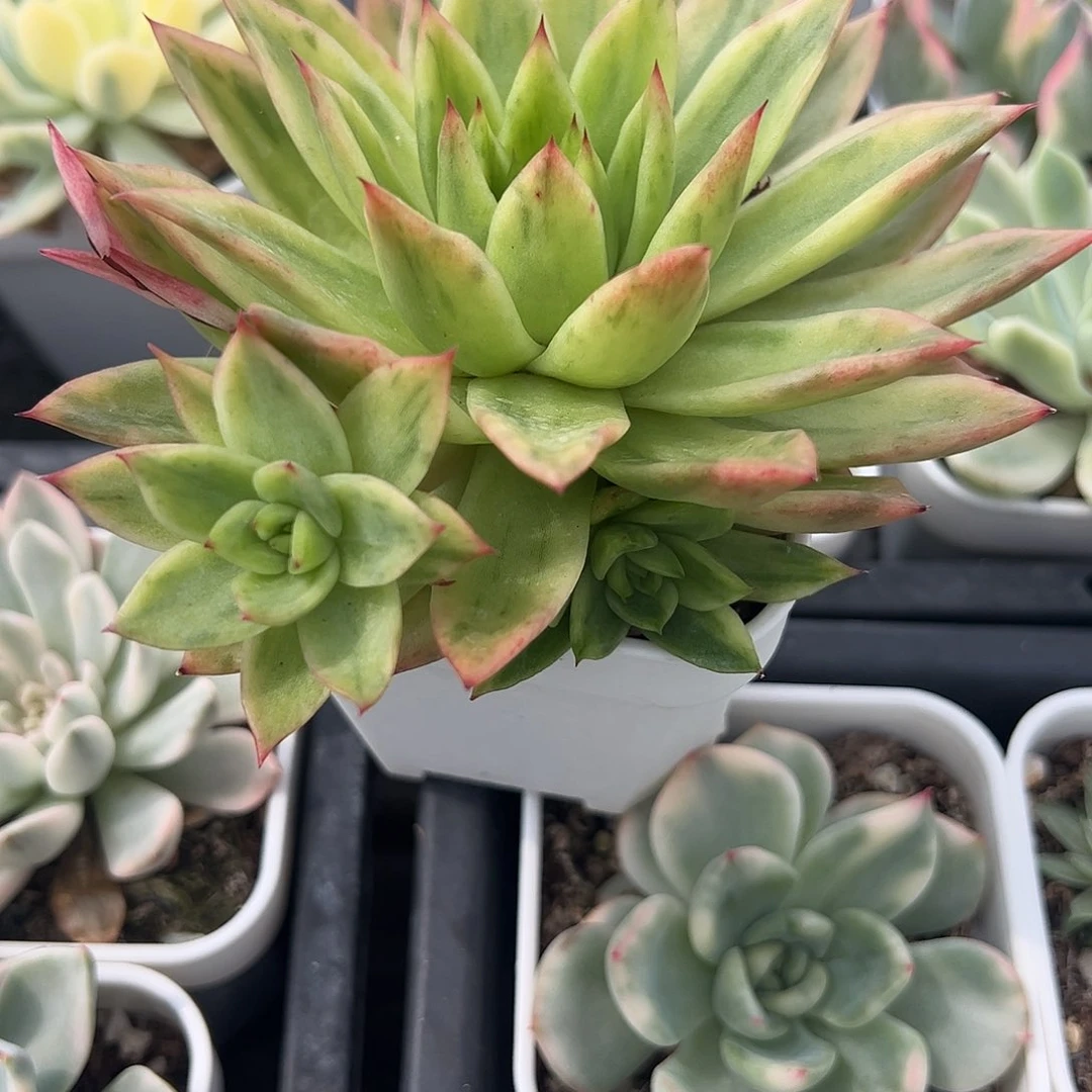 家***z多肉植物多肉植物