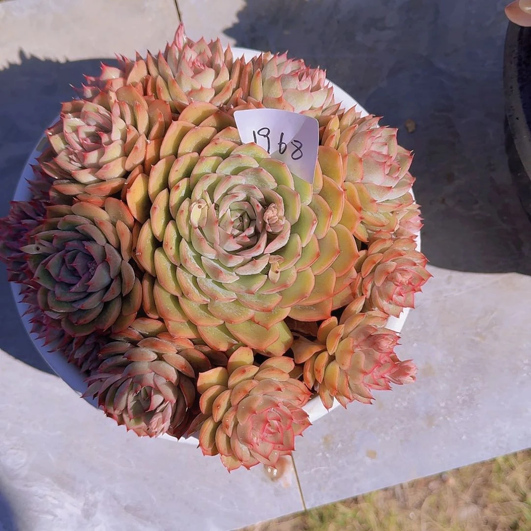 小*1968爱格利亚多肉植物