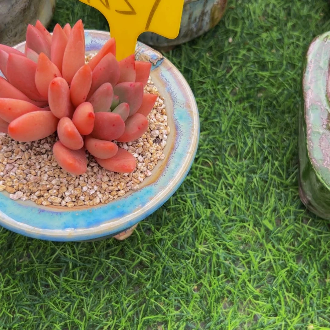 被****璐双头桃花源多肉