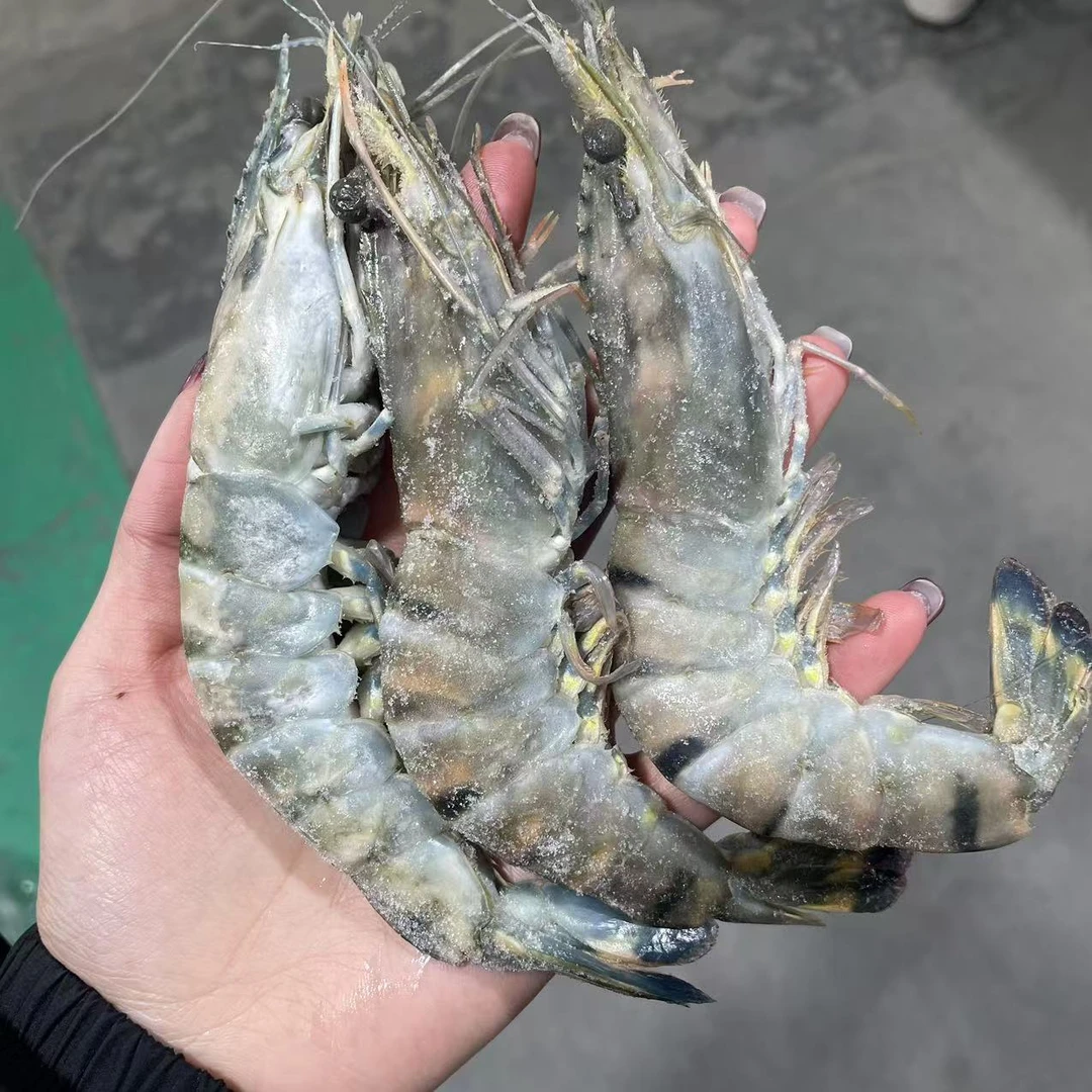 MY【黑虎虾】 21-25规格 3斤/箱（±50g）