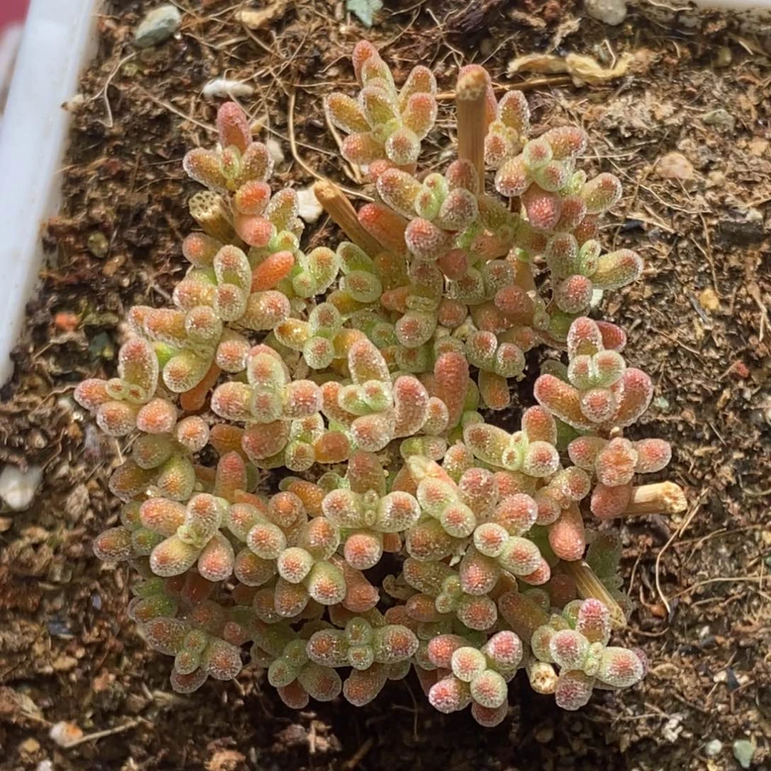 冰晶杂枝干番杏A469