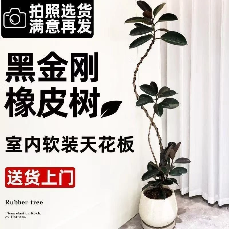 大型绿植黑金刚橡皮树绿植盆栽室内客厅办公四季观叶净化空气