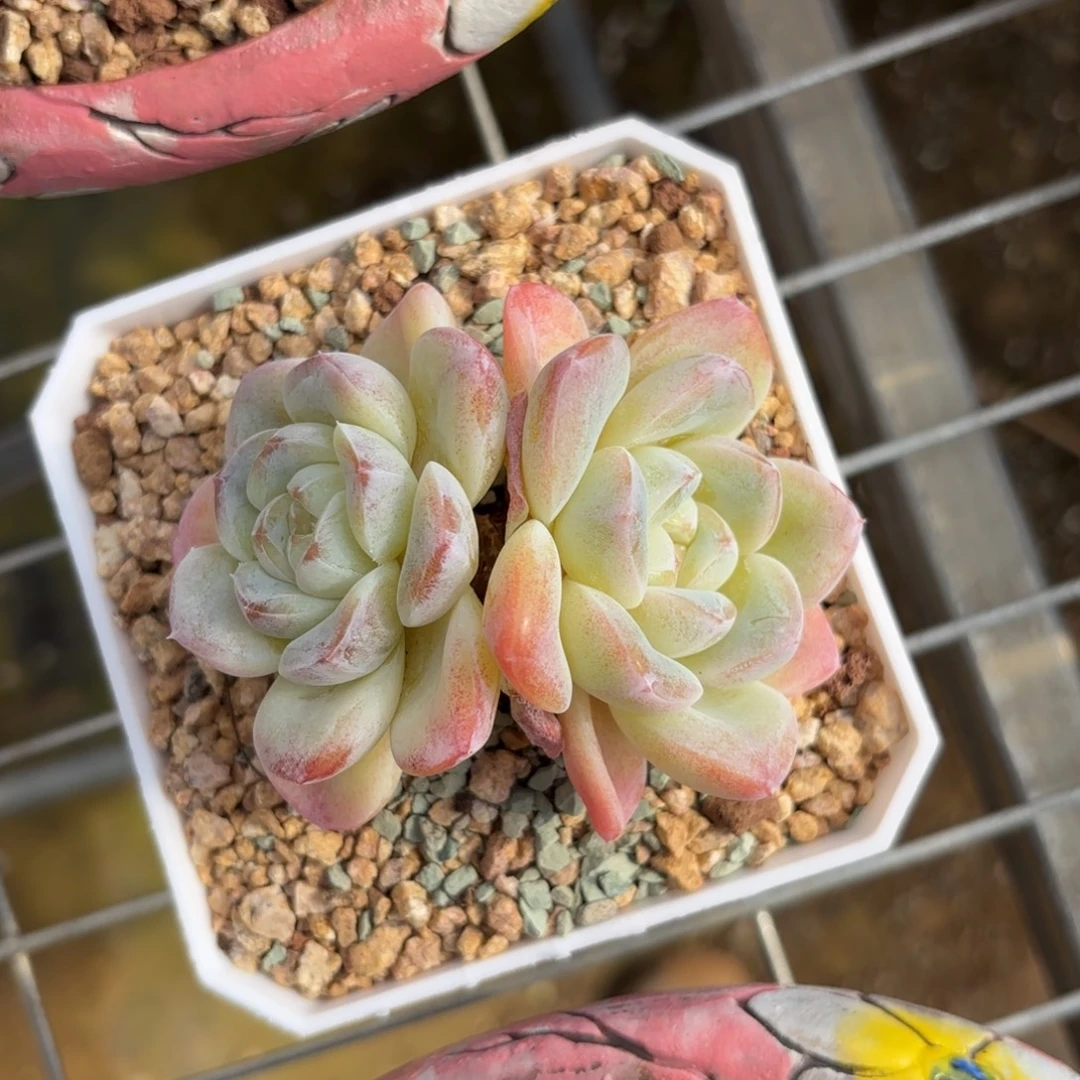 白I体厚梦一物一拍