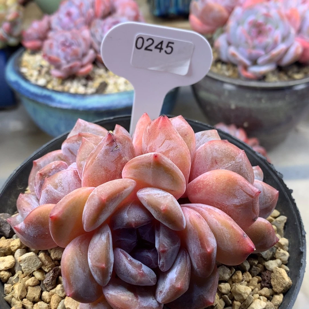 绿底紫心245/10cm3头