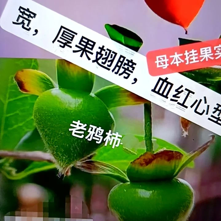 无花朵赤姬扦插苗