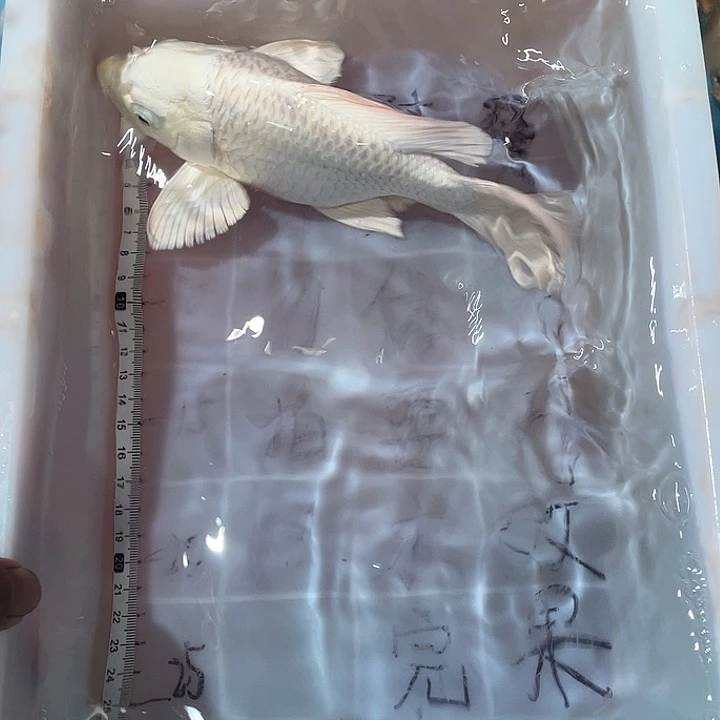 蝴蝶鲤渔场直发73