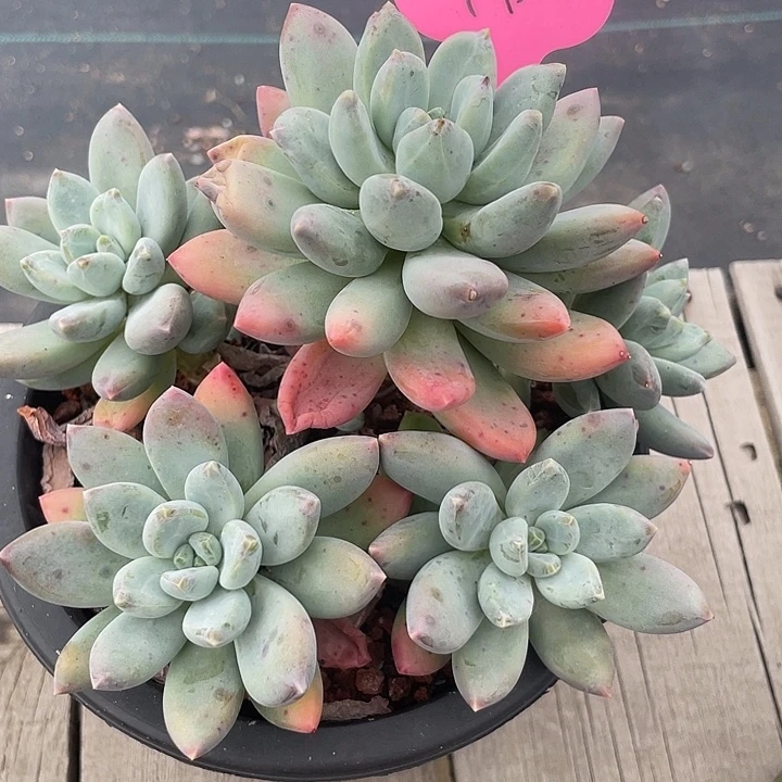 松果美人多肉植物95