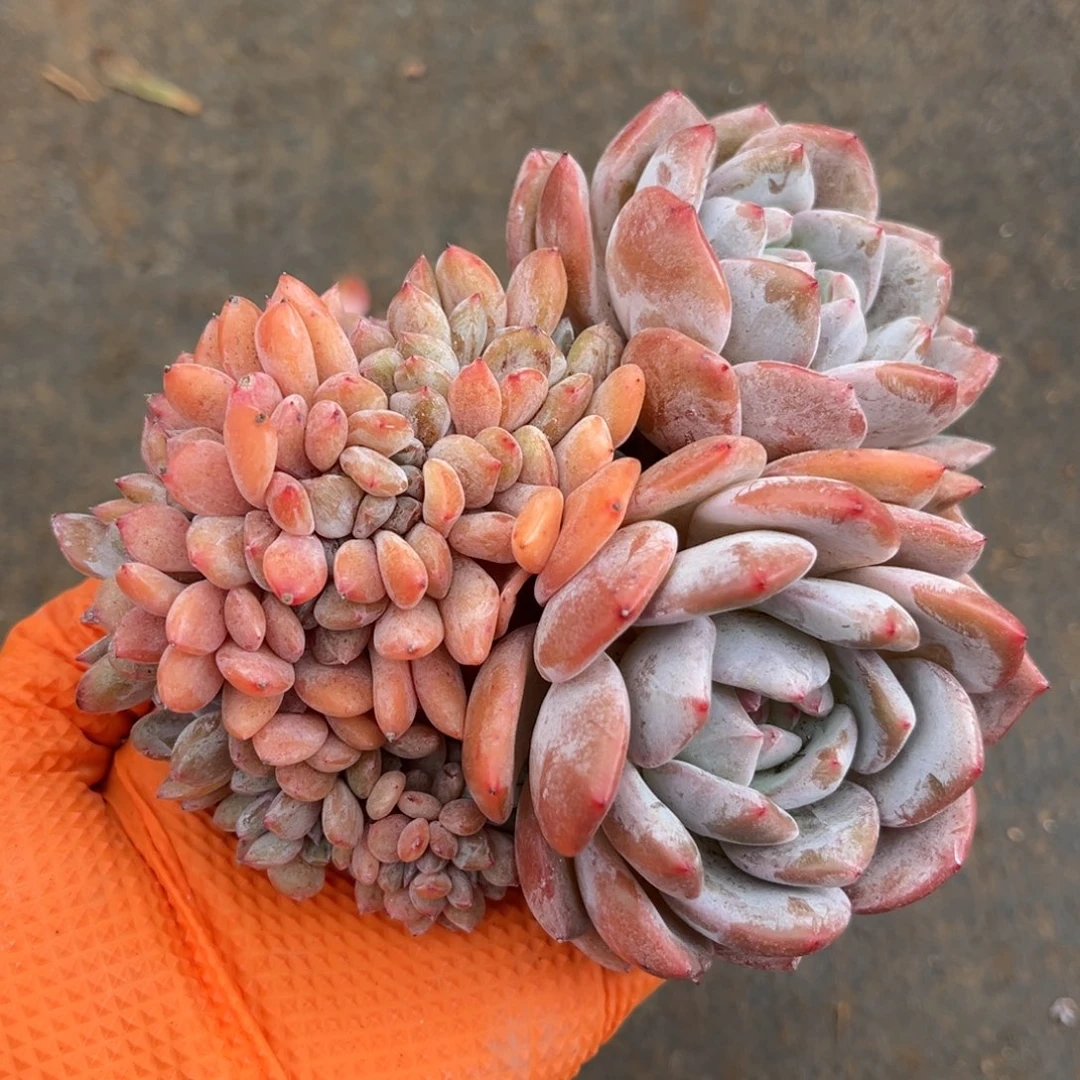 双龙头缀新疆西藏内蒙古不包邮的