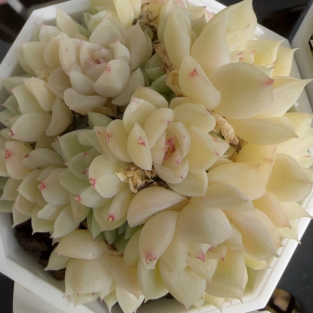 花语逸镜0130-626散