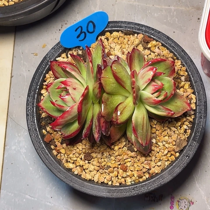 惊鸿仙子一物一拍，12厘米左右