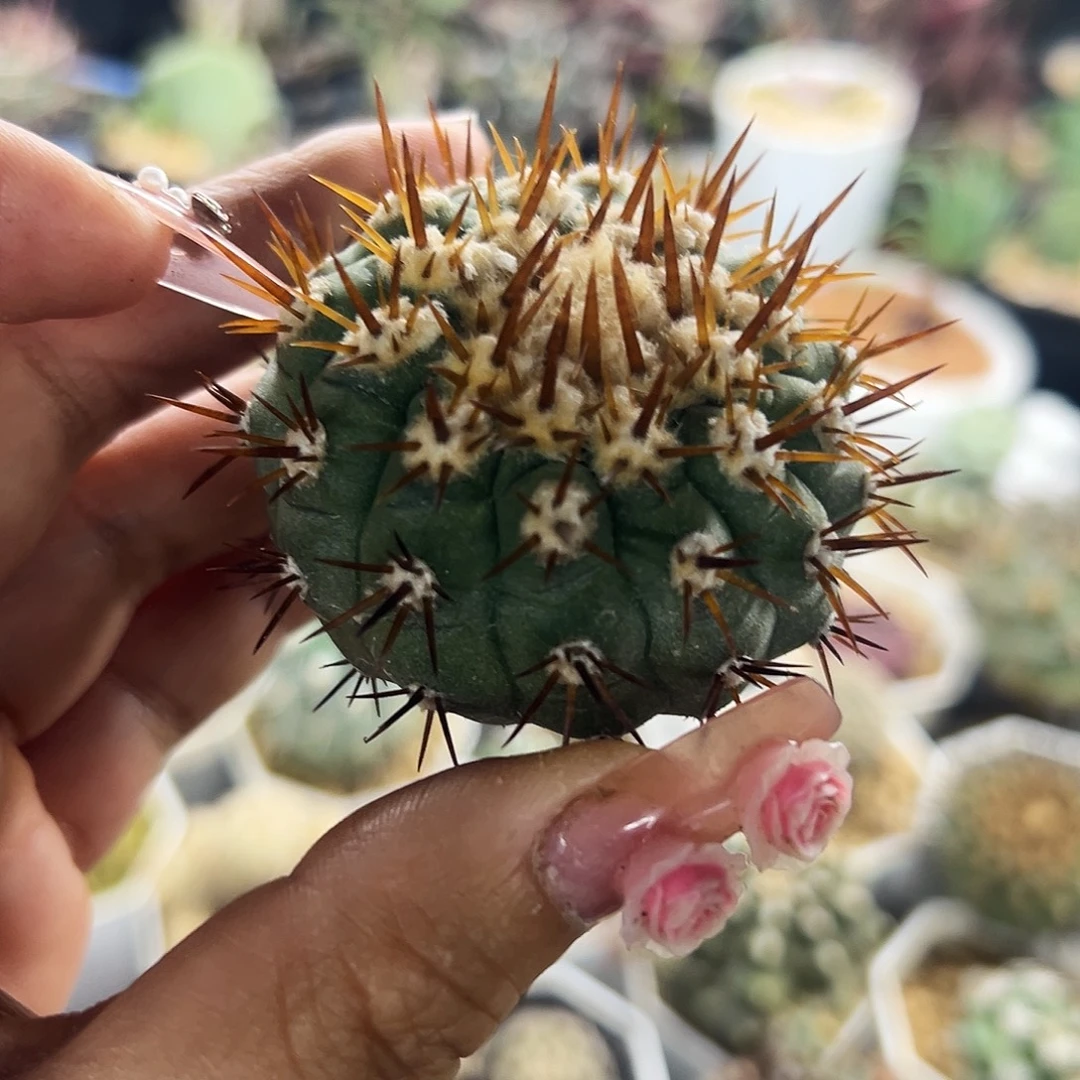 金刺孤龙仙人球6666666