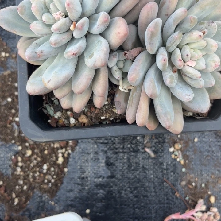石化香水