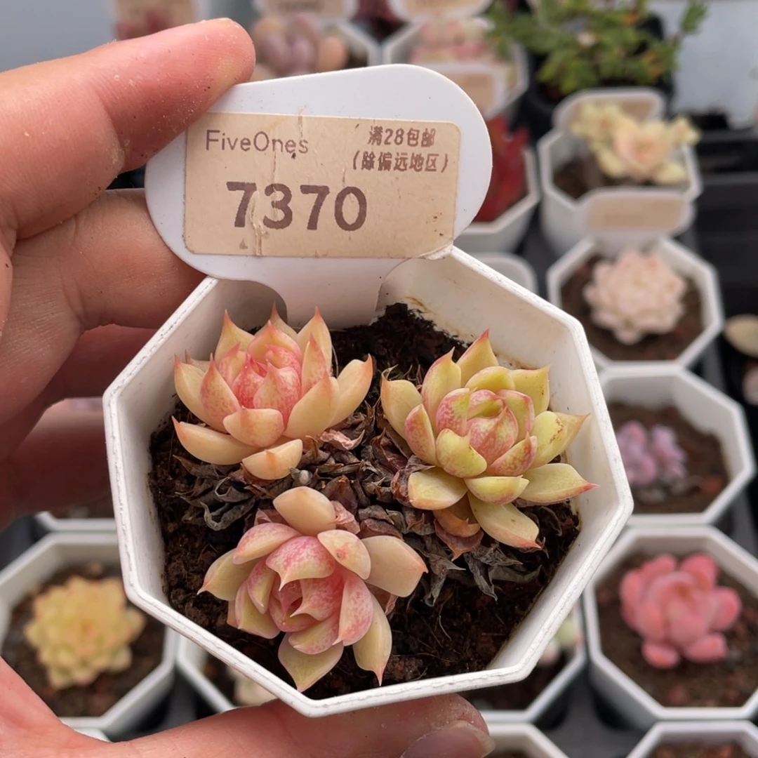 苯巴蒂斯7370-6厘米