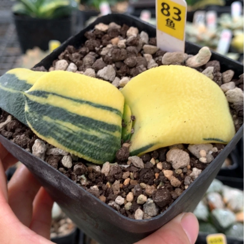 【闪购商品】83蜗牛