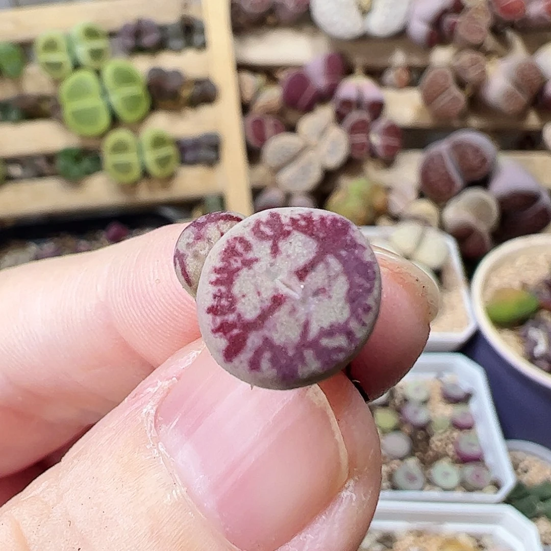 无花朵福****?922001/拿铁多肉植物馆